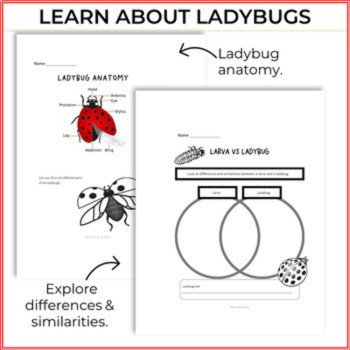 Inspiring Ladybug Life Cycle Activities | Unique  Biomimicry Design Thinking, image 3
