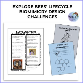 Inspiring Bee Life Cycle Activities | Unique  Biomimicry Design Thinking Project, image 2