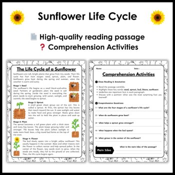 Sunflower Life Cycle Reading Comprehension Activities | Cut and Paste Worksheet, image 2