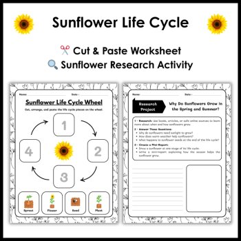 Sunflower Life Cycle Reading Comprehension Activities | Cut and Paste Worksheet, image 3