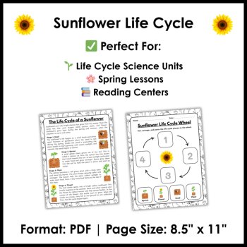 Sunflower Life Cycle Reading Comprehension Activities | Cut and Paste Worksheet, image 4