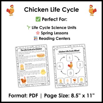 Chicken Life Cycle Reading Comprehension Activities | Cut and Paste Worksheet, image 4