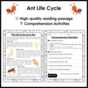 Ant Life Cycle Reading Comprehension Activities | Cut and Paste Worksheet, image 2