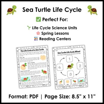 Sea Turtle Life Cycle Reading Comprehension | Cut and Paste Worksheet, image 4