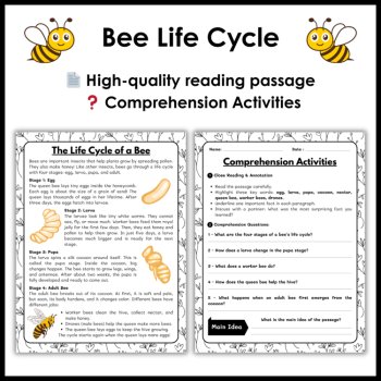 Bee Life Cycle Reading Comprehension Activities | Cut and Paste Worksheet, image 2
