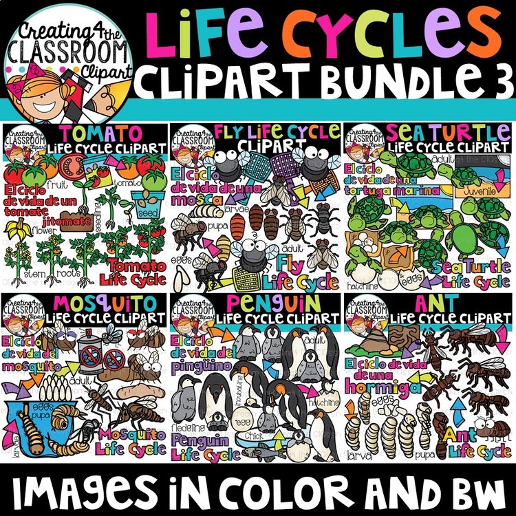 Life Cycles Clipart Bundle 3 {Life Cycles Clipart}