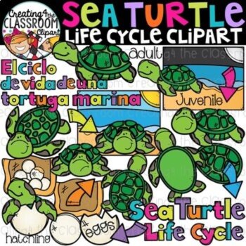 Life Cycles Clipart Bundle 3 {Life Cycles Clipart}, image 4