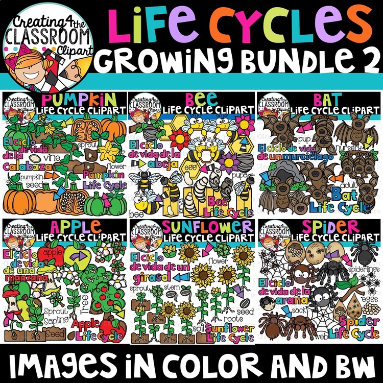 Life Cycles Clipart Bundle 2 {Life Cycles Clipart}