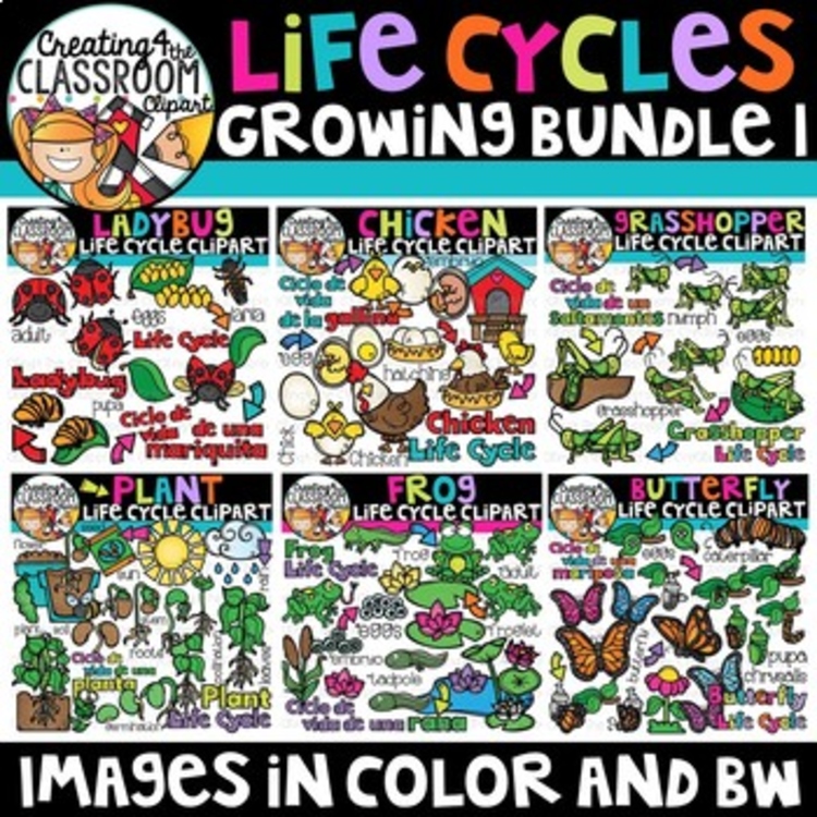 Life Cycles Clipart Bundle {Life Cycles Clipart}