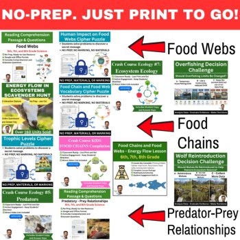 Food Chains and Food Webs Worksheet Bundle + Energy Flow in Ecosystems Lesson, image 2