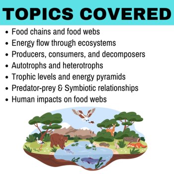 Food Chains and Food Webs Worksheet Bundle + Energy Flow in Ecosystems Lesson, image 3