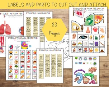 Spanish Anatomy Busy Book, Spanish Body Parts, Preschool Homeschool Printable, image 2
