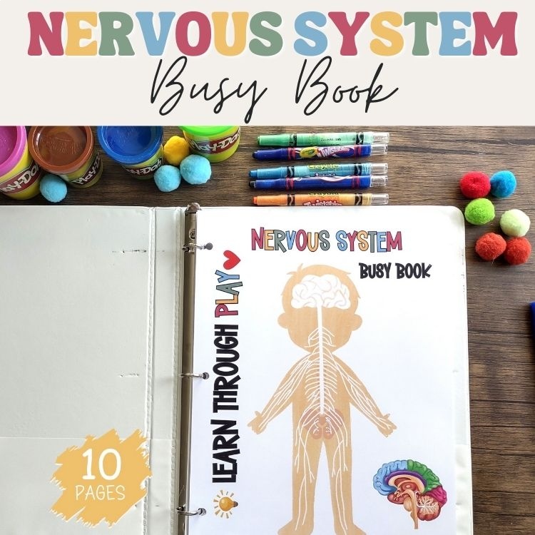 Nervous System Anatomy Busy Book Quiet Book Preschool Elementary Homeschool