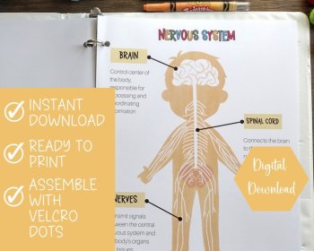 Nervous System Anatomy Busy Book Quiet Book Preschool Elementary Homeschool, image 2