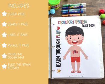 Nervous System Anatomy Busy Book Quiet Book Preschool Elementary Homeschool, image 3
