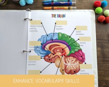 Nervous System Anatomy Busy Book Quiet Book Preschool Elementary Homeschool, image 4