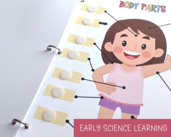 Body Parts Anatomy Busy Book Quiet Book Preschool ElementaryHomeschool Printable, image 4