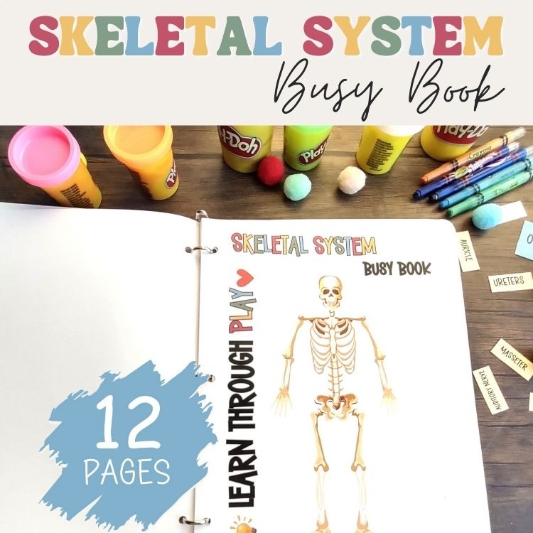 Skeletal System Anatomy Busy Book Quiet Book Preschool Elementary Homeschool