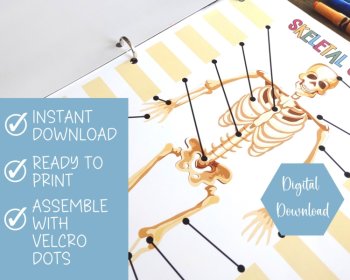 Skeletal System Anatomy Busy Book Quiet Book Preschool Elementary Homeschool, image 2