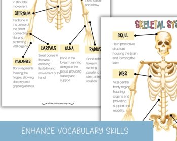Skeletal System Anatomy Busy Book Quiet Book Preschool Elementary Homeschool, image 3