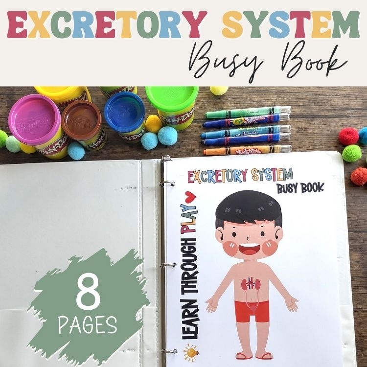 Excretory System Anatomy Busy Book Quiet Book Preschool Elementary Homeschool
