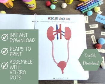 Excretory System Anatomy Busy Book Quiet Book Preschool Elementary Homeschool, image 2