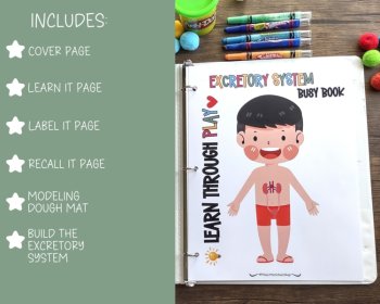 Excretory System Anatomy Busy Book Quiet Book Preschool Elementary Homeschool, image 3