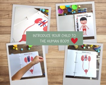 Excretory System Anatomy Busy Book Quiet Book Preschool Elementary Homeschool, image 4