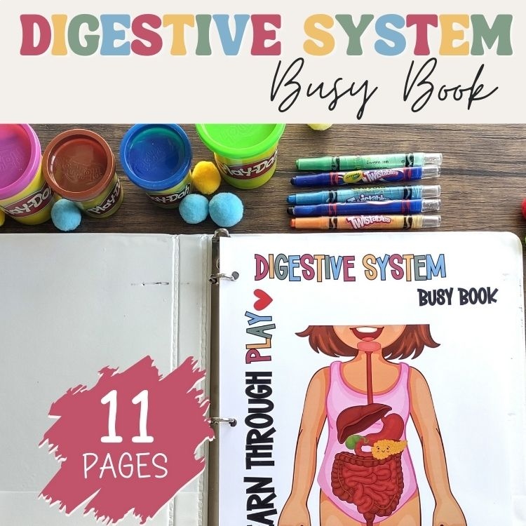 Digestive System Anatomy Busy Book Quiet Book Preschool