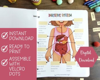 Digestive System Anatomy Busy Book Quiet Book Preschool, image 2