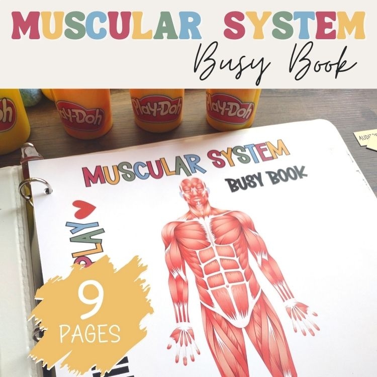 Muscular System Busy Book Quiet Book Preschool Elementary Homeschool Printable