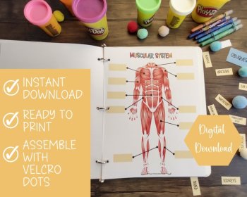 Muscular System Busy Book Quiet Book Preschool Elementary Homeschool Printable, image 2