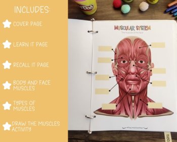 Muscular System Busy Book Quiet Book Preschool Elementary Homeschool Printable, image 3
