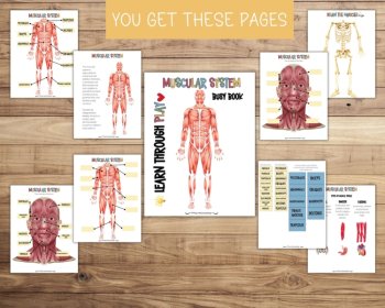 Muscular System Busy Book Quiet Book Preschool Elementary Homeschool Printable, image 4