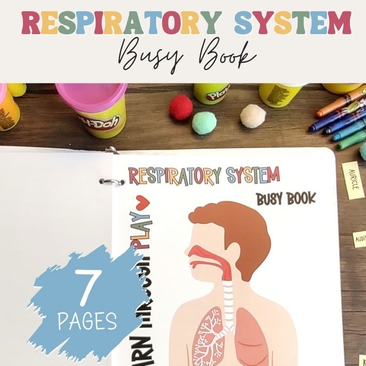 Human Anatomy Busy Book Preschool Elementary Homeschool Respiratory System