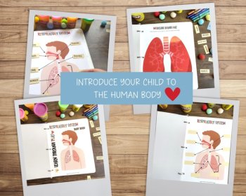 Human Anatomy Busy Book Preschool Elementary Homeschool Respiratory System, image 4