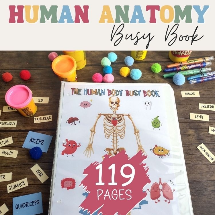 Anatomy Busy Book Quiet Book For Kids Preschool Homeschool Printable
