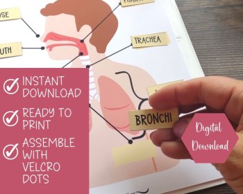 Anatomy Busy Book Quiet Book For Kids Preschool Homeschool Printable, image 2