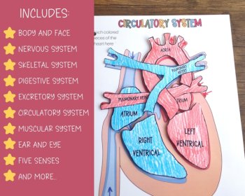 Anatomy Busy Book Quiet Book For Kids Preschool Homeschool Printable, image 3