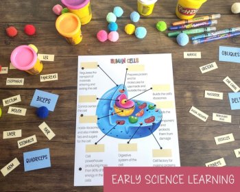 Anatomy Busy Book Quiet Book For Kids Preschool Homeschool Printable, image 4