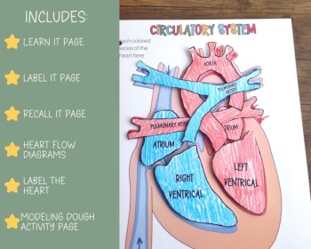 Preschool Circulatory System Busy Book, image 3