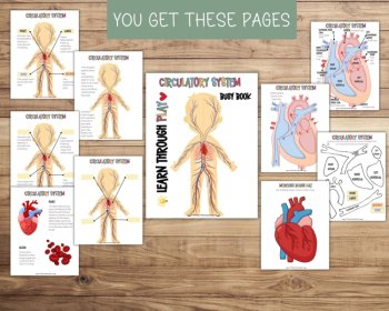Preschool Circulatory System Busy Book, image 4