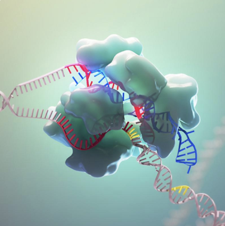 HHMI CRISPR-Cas9 Companion Worksheet