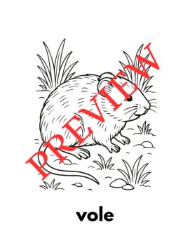 12 Letter V Coloring Pages Words & Pictures, image 4