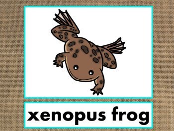 Letter X Alphabet PowerPoint Fun & Colorful Words w/Pictures (Expandable), image 3