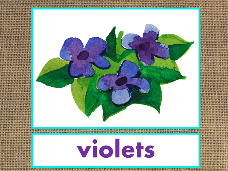 Letter V Alphabet PowerPoint Fun & Colorful Words w/Pictures (Expandable)