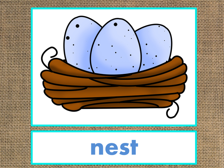 Letter N Alphabet PowerPoint Fun & Colorful Words w/Pictures (Expandable)