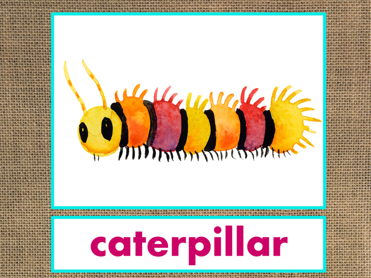 Letter C Alphabet PowerPoint Fun & Colorful Words w/Pictures (Expandable)