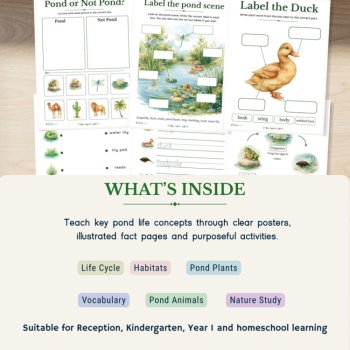 Pond Life Explorer Activity Pack | Nature Study & Science Activities, image 2