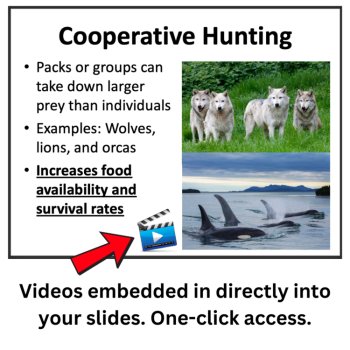 The Power of Group Behavior for Survival and Reproduction Lesson | HS-LS2-8, image 3